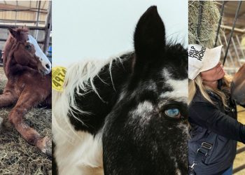 All Seated in a Barn:  il rifugio che salva i cavalli dal macello.