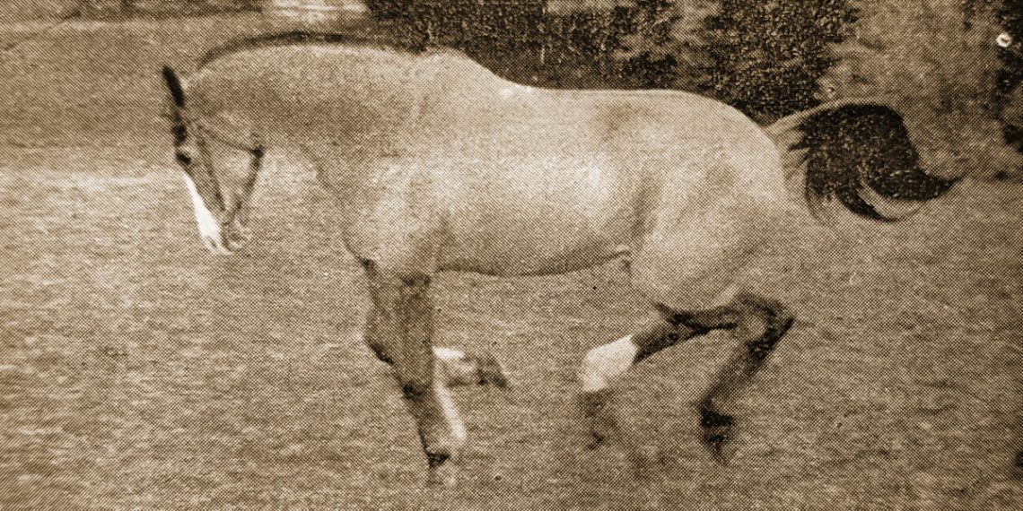 Topolino, cavallo di 52 anni… !