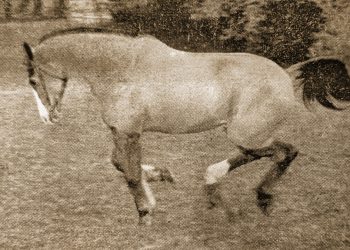 Topolino, cavallo di 52 anni… !
