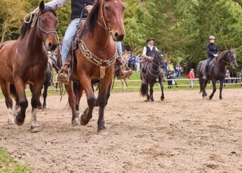 Marche: una filiera del cavallo per il Catria