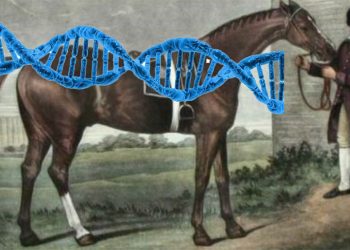 Purosangue? 55 anni di cambiamento nel Dna