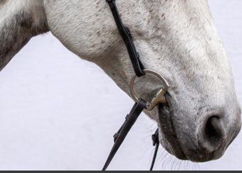 Danimarca: capezzina optional in dressage