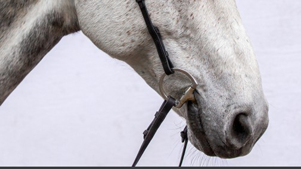 noseband