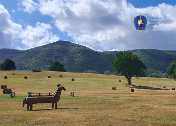 Ripartono i corsi al Centro Equestre Federale
