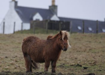 Isole Shetland: sarà il Geoparco…