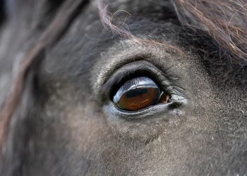 Sport equestri: siamo sulla buona strada?
