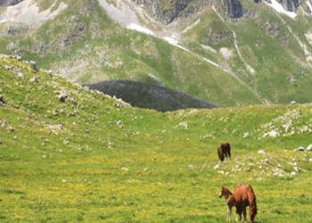 Matese: i cavalli possono pascolare