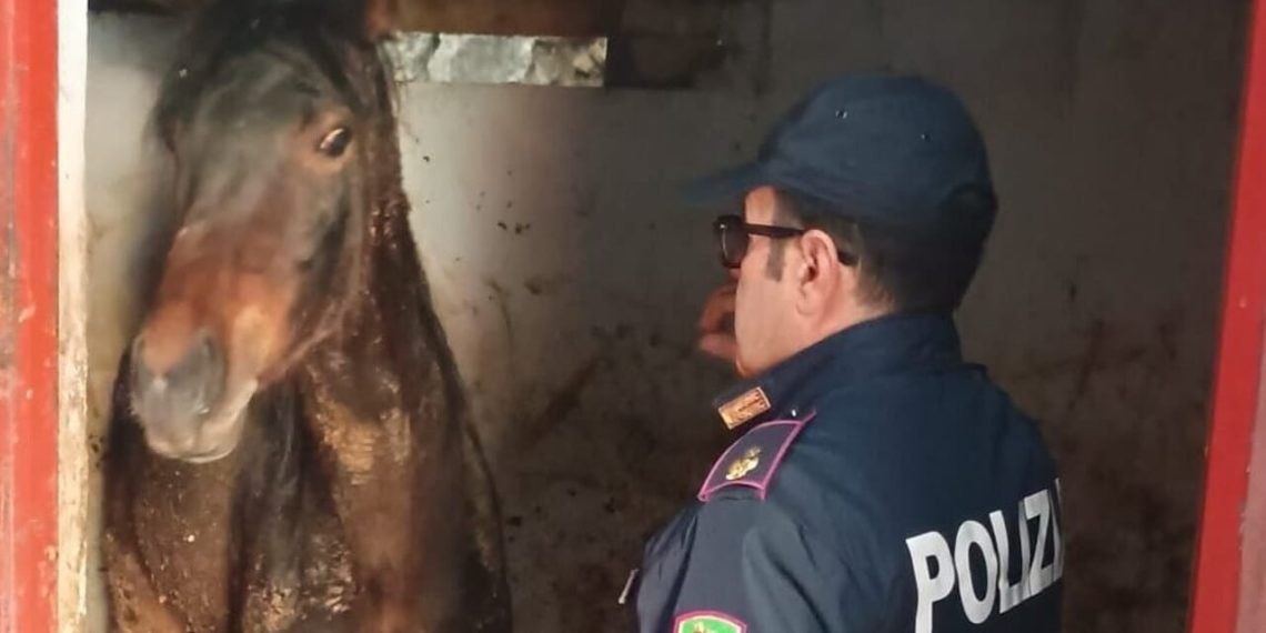 Catania, cavalla salvata dalla Polizia a cavallo