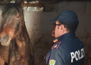 Catania, cavalla salvata dalla Polizia a cavallo