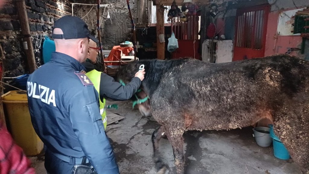 LA POLIZIA DI STATO DENUNCIA UN UOMO PER MALTRATTAMENTO DI ANIMALI E SEQUESTRA UNA CAVALLA PRONTA PER LA MACELLAZIONE CLANDESTINA 3 1024x576