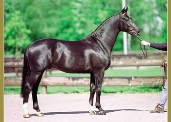 Buon ponte per Negro, top sire Kwpn