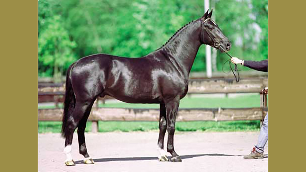 Buon ponte per Negro, top sire Kwpn