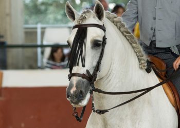 Corso per Istruttori di Doma Vaquera
