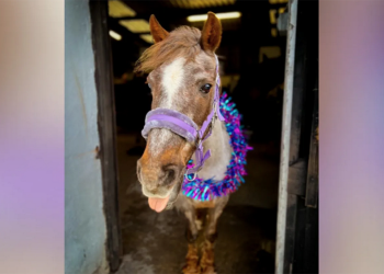 46 candeline per Roana, il cavallo della vita