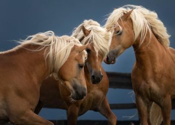 Unesco: gli Haflinger candidati a patrimonio dell’Umanità