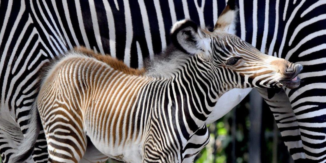 Giornata mondiale della Zebra: siamo sul pezzo