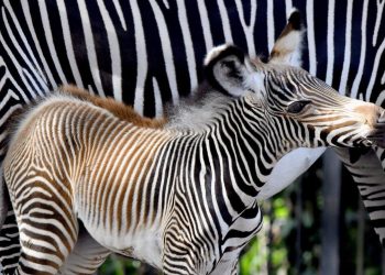 Giornata mondiale della Zebra: siamo sul pezzo
