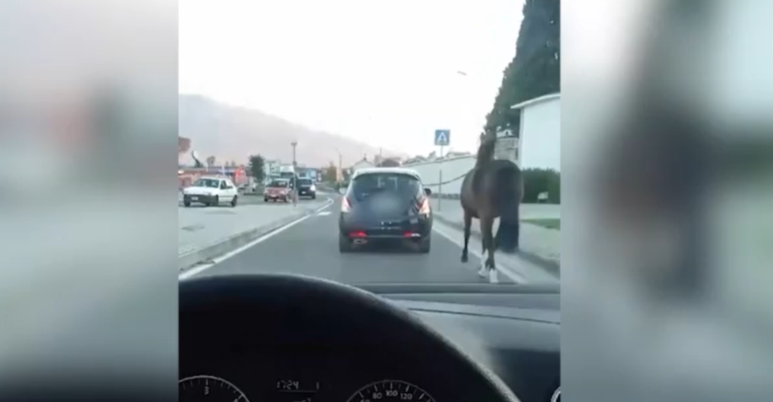 Il cavallo trainato ‘a macchina’: no, grazie