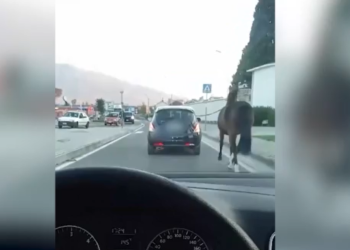 Il cavallo trainato ‘a macchina’: no, grazie