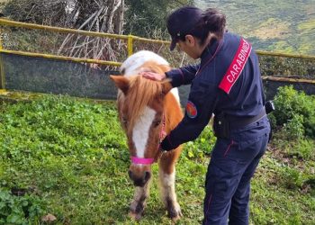 Quei tre pony nel parco…