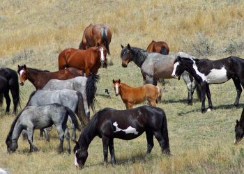 Roosevelt National Park: buone nuove per i cavalli