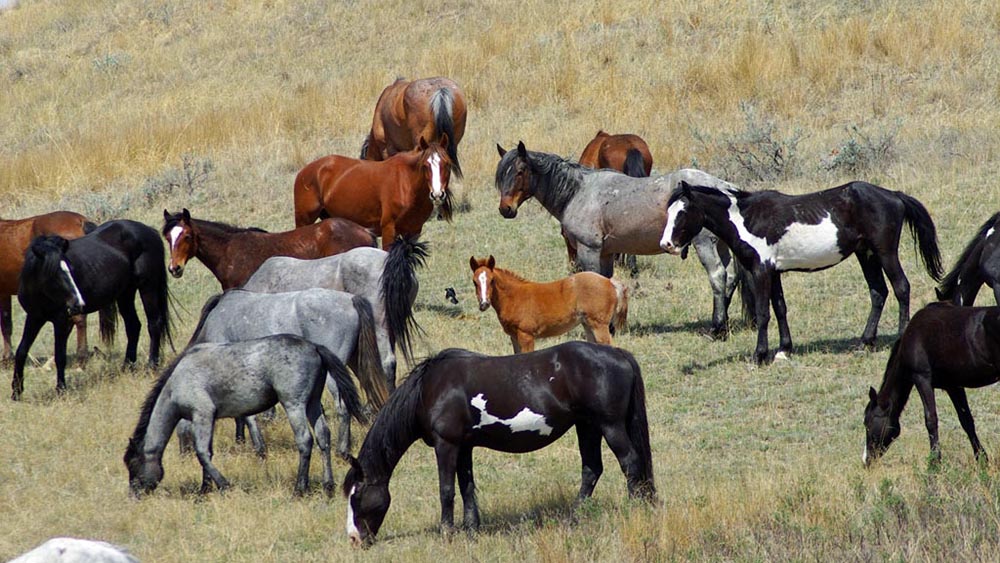 Roosevelt National Park: buone nuove per i cavalli