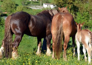 Ogni cucciolo ha un papà da festeggiare