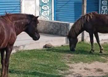Cose strane dal mondo: due cavalli mordono 20 persone
