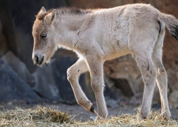 Una Przewalski di nome Dagina