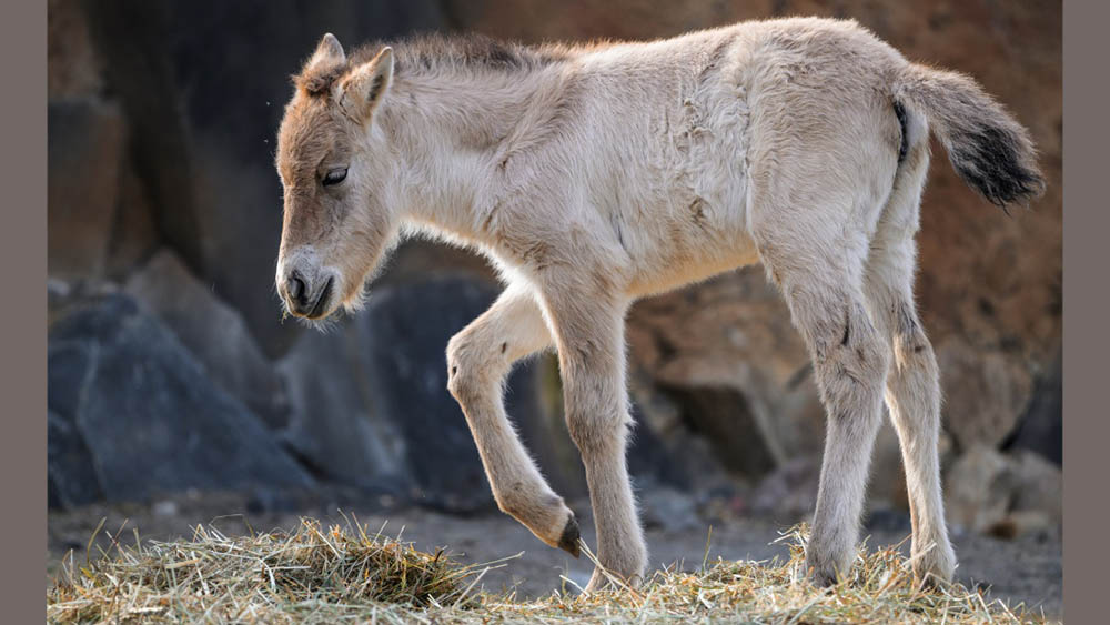 Una Przewalski di nome Dagina