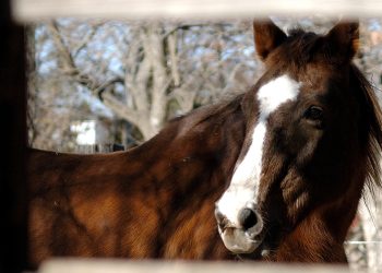 Benessere: quando il troppo stroppia