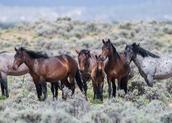 È iniziato il mese del cavallo. In Colorado…
