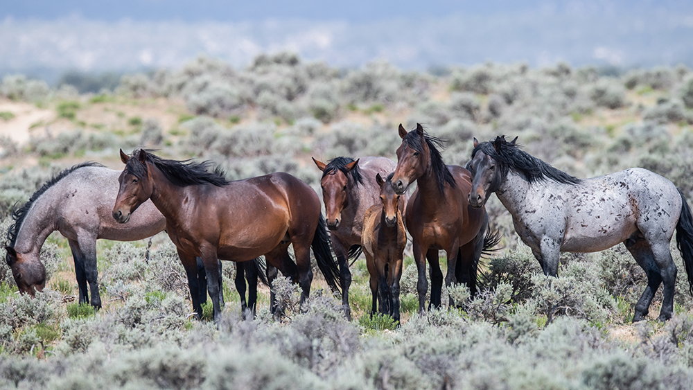 È iniziato il mese del cavallo. In Colorado…