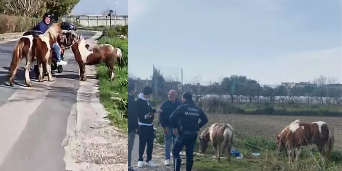 Afragola, due pony in tangenziale