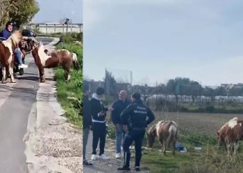 Afragola, due pony in tangenziale