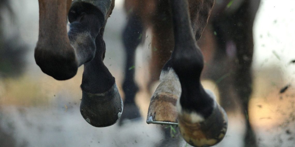 Nuove leggi per la protezione degli animali