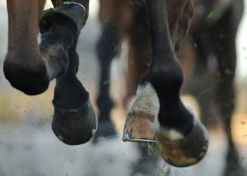 Nuove leggi per la protezione degli animali