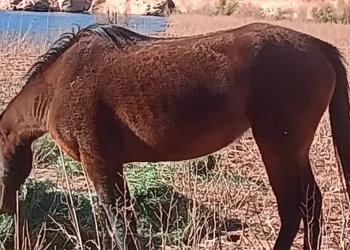 Solo, la puledrona del lago