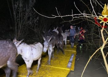 Salvati 80 asini dalla piena dell’Arno
