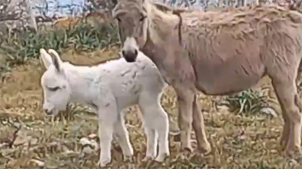 Benvenuta Giacomina