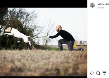 Napo, il Pit Bull che uccise una cavalla e poi venne educato