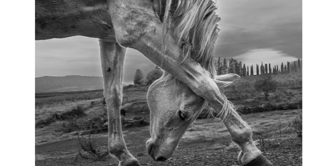 Progetto Pegaso, mostra fotografica: a Ferrara