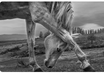 Progetto Pegaso, mostra fotografica: a Ferrara