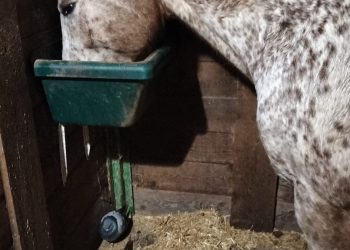 Icaro e Viky, amici per la pelle…e anche per le penne!