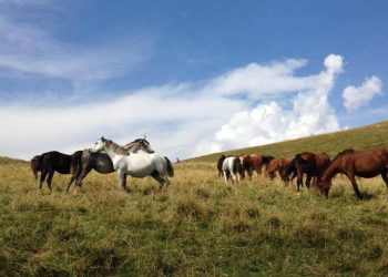 Lomellina, il Po travolge il branco: 37 cavalli dispersi