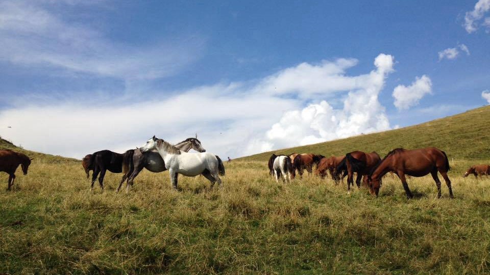 Lomellina, il Po travolge il branco: 37 cavalli dispersi