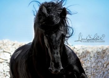 Un secolo di storia: oggi il cavallo delle Murge compie 100 anni