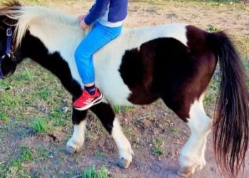 Uras, rubato un pony: chi ha visto Cappuccino?
