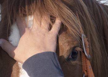 L’AI dà voce ai cavalli?