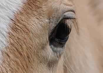 Sluderno, denunciato 65enne che frustava un Haflinger già ferito